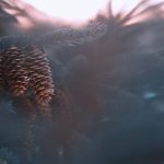 brown pine cone in water